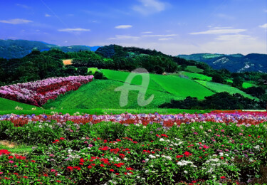 Awaji-Hanasajiki Garden in Japan #6 Photography titled "Awaji-Hanasajiki Ga…" by Clement Tsang, Original Artwork, Digital Photography