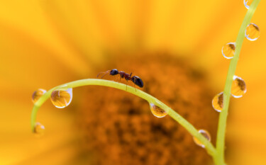 Фотография под названием "Ant" - Viktoriia Krulko, Подлинное произведение искусства, Цифровая фотография