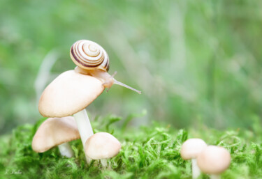 Фотография под названием "A snail on a mushro…" - Viktoriia Krulko, Подлинное произведение искусства, Цифровая фотография