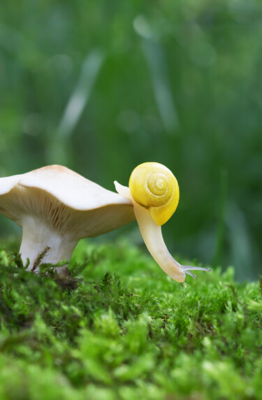 Фотография под названием "Snail on a walk" - Viktoriia Krulko, Подлинное произведение искусства, Цифровая фотография