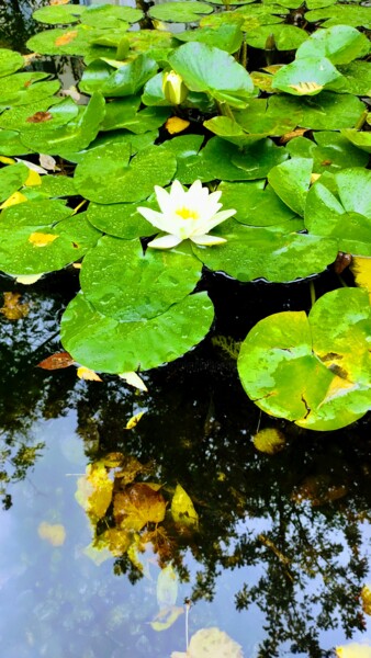 Photographie intitulée "Le nénuphar" par Emma Laflute, Œuvre d'art originale, Photographie numérique