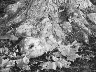 「The roots of turtle」というタイトルの写真撮影 Alen Gurovicによって, オリジナルのアートワーク, デジタル