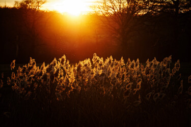 Fotografía titulada "glowing reeds" por David Page, Obra de arte original, Fotografía digital
