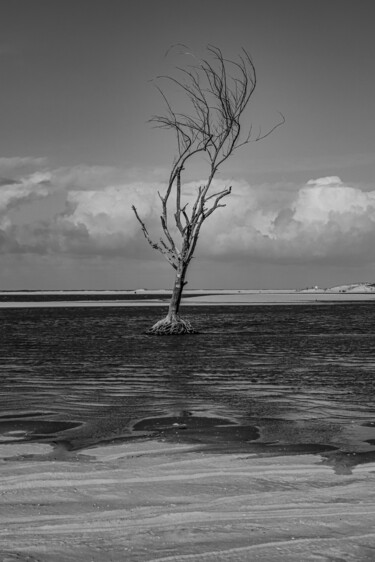Vida Seca I com Preto & Branco Photographie intitulée "Vida Seca I com Pre…" par Halder, Œuvre d'art originale, Photographie numérique