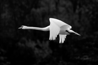Photography titled "Schwan im Flug" by Photoplace, Original Artwork, Digital Photography