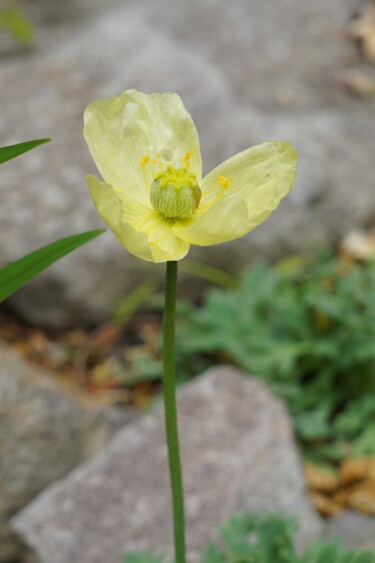 제목이 "Rishirihinageshi bl…"인 사진 Svalvald Photo로, 원작, 디지털