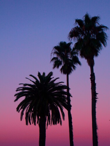 数字艺术 标题为“Cali Palms 2024 II” 由Troy Wilson-Ripsom, 原创艺术品, 操纵摄影