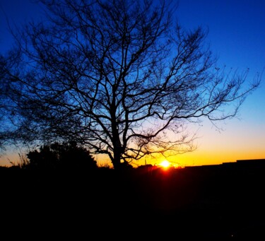 Photography titled "Winter Tree Dawn 20…" by Troy Wilson-Ripsom, Original Artwork, Digital Photography