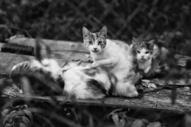 Photographie intitulée "KOULEMINA Natalia P…" par Natalia Koulemina, Œuvre d'art originale, Photographie numérique