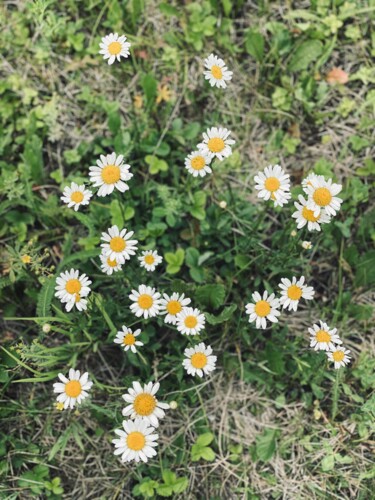 Photography titled "field chamomile (Ma…" by Alexandr Ushatkin, Original Artwork, Digital Photography