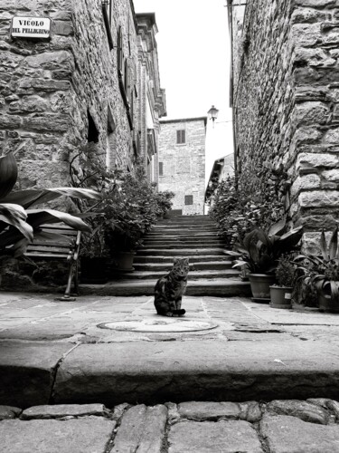Photographie intitulée "Gatto su pietra - p…" par Francesco Palmi, Œuvre d'art originale, Photographie numérique