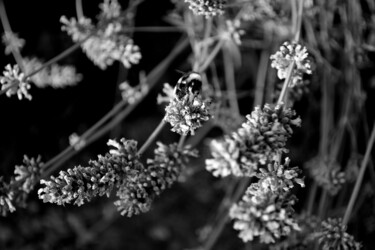 Photographie intitulée "L'intruso" par Francesco Palmi, Œuvre d'art originale, Photographie numérique
