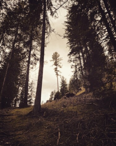 Photographie intitulée "Frammenti di bosco" par Francesco Palmi, Œuvre d'art originale, Photographie numérique
