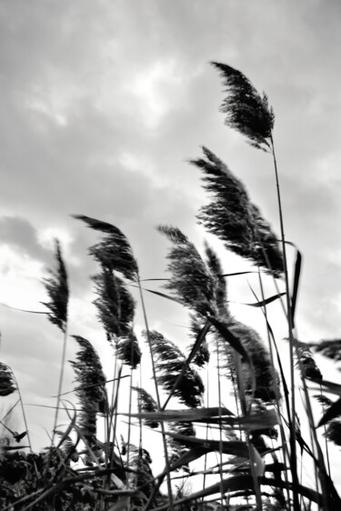 Photographie intitulée "Vento tra i pensier…" par Francesco Palmi, Œuvre d'art originale, Photographie numérique