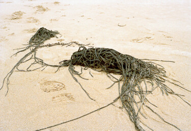 Photographie intitulée "Sans titre (Algues)" par Pierre-Marie Berberian, Œuvre d'art originale, Photographie argentique
