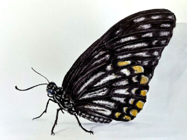 Papilio clytia Painting titled "Papilio clytia" by Alisa Vovk, Original Artwork, Watercolor