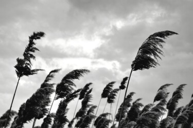 Photographie intitulée "Vento tra i pensier…" par Francesco Palmi, Œuvre d'art originale, Photographie numérique
