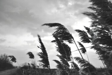 Photographie intitulée "Vento tra i pensier…" par Francesco Palmi, Œuvre d'art originale, Photographie numérique