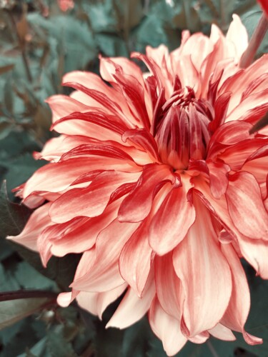 Photographie intitulée "Armonia in fiore -…" par Francesco Palmi, Œuvre d'art originale, Photographie numérique