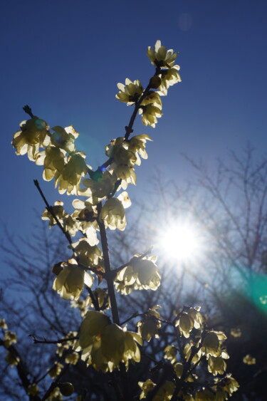 제목이 "Winter sweet blooms…"인 사진 Svalvald Photo로, 원작, 디지털