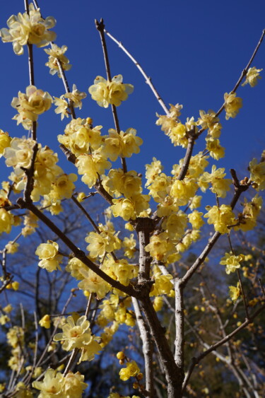 제목이 "Winter sweet blooms…"인 사진 Svalvald Photo로, 원작, 디지털