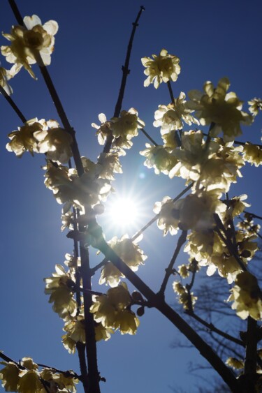 제목이 "Winter sweet blooms…"인 사진 Svalvald Photo로, 원작, 디지털