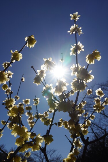 제목이 "Winter sweet blooms…"인 사진 Svalvald Photo로, 원작, 디지털