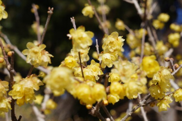 제목이 "Winter sweet blooms…"인 사진 Svalvald Photo로, 원작, 디지털