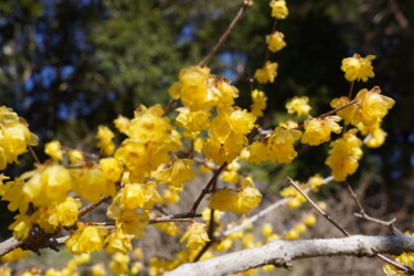 제목이 "Winter sweet blooms…"인 사진 Svalvald Photo로, 원작, 디지털