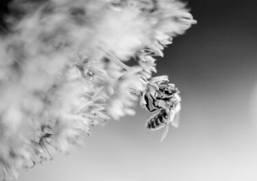 "Abeille 1" başlıklı Fotoğraf Rosalina Vaz tarafından, Orijinal sanat, Dijital Fotoğrafçılık
