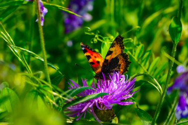 "Papillon orange" başlıklı Fotoğraf Rosalina Vaz tarafından, Orijinal sanat, Dijital Fotoğrafçılık
