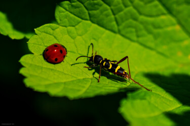 Photography titled "Coccinelle et coléo…" by Rosalina Vaz, Original Artwork, Digital Photography