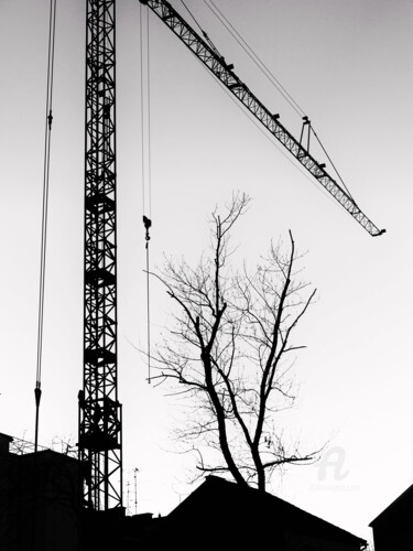 Restoration of tree on the Western part of the city Photography titled "Restoration of tree…" by Alen Gurovic, Original Artwork, Digital Photography