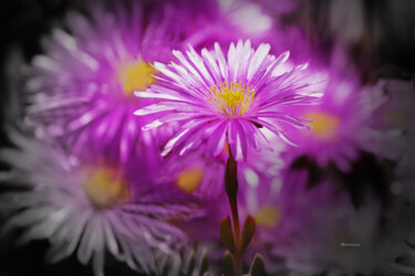 "Primavera en Flor 2" başlıklı Fotoğraf Alfonso García tarafından, Orijinal sanat, Dijital Fotoğrafçılık