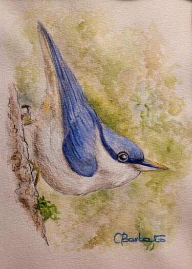 Schilderij getiteld "Sittelle torchepot" door Cristina Barbato, Origineel Kunstwerk, Aquarel
