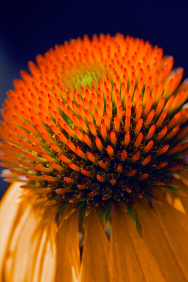 Photography titled "Flowerissimo_12636" by Michael Vdovin, Original Artwork, Digital Photography