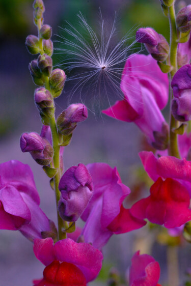 "Flower_12583" başlıklı Fotoğraf Michael Vdovin tarafından, Orijinal sanat, Dijital Fotoğrafçılık