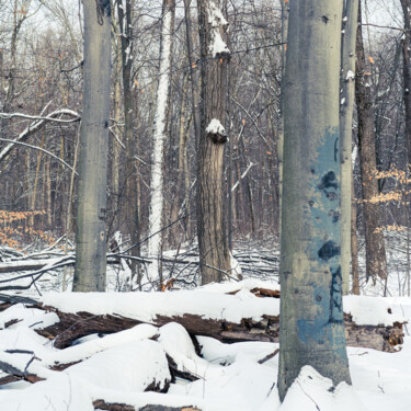 "Another Cold Day" başlıklı Fotoğraf Gwendolyn Roth tarafından, Orijinal sanat, Dijital Fotoğrafçılık
