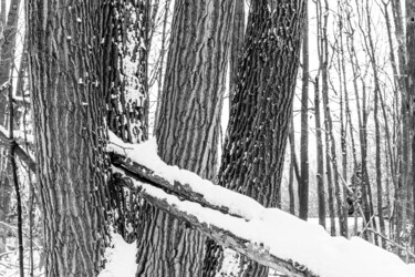 "Frozen Stillness" başlıklı Fotoğraf Gwendolyn Roth tarafından, Orijinal sanat, Dijital Fotoğrafçılık