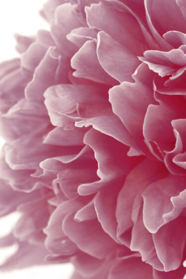 "Flowerissimo_10312" başlıklı Fotoğraf Michael Vdovin tarafından, Orijinal sanat, Dijital Fotoğrafçılık