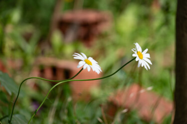 "Margaritas" başlıklı Fotoğraf Jaz Mendi tarafından, Orijinal sanat, Dijital Fotoğrafçılık