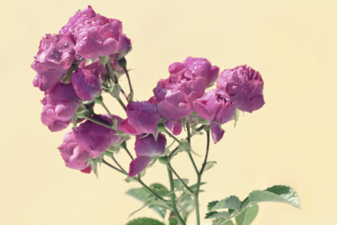 摄影 标题为“Flowerissimo_11362” 由Michael Vdovin, 原创艺术品, 数码摄影