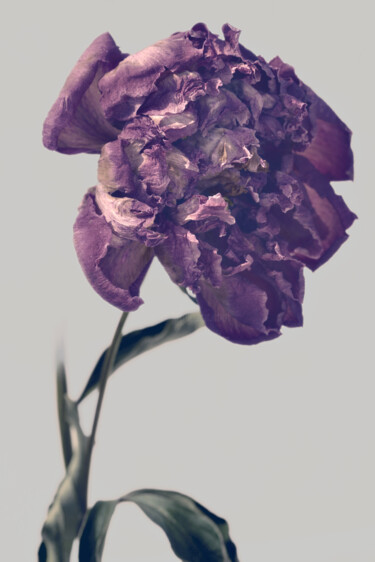 "Flowerissimo_11414" başlıklı Fotoğraf Michael Vdovin tarafından, Orijinal sanat, Dijital Fotoğrafçılık
