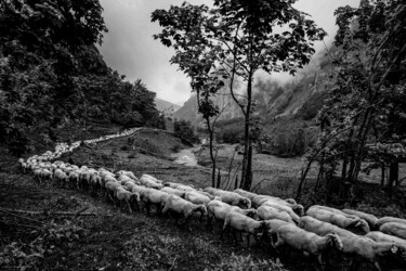 Photographie intitulée "Troupeau 3" par Rosalina Vaz, Œuvre d'art originale, Photographie numérique