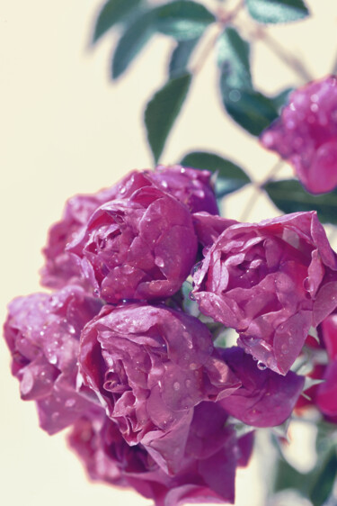 摄影 标题为“Flowerissimo_11335” 由Michael Vdovin, 原创艺术品, 数码摄影