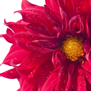 摄影 标题为“Flowerissimo_11252” 由Michael Vdovin, 原创艺术品, 数码摄影