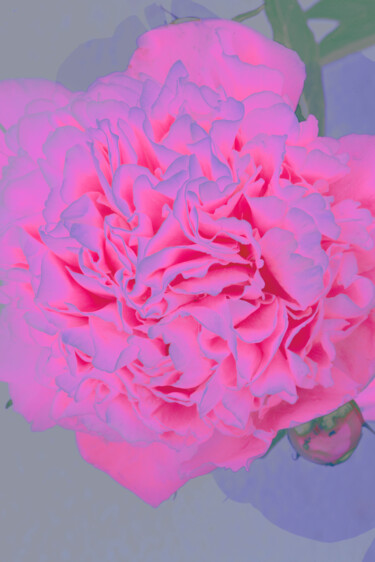 "Flowerissimo_10245" başlıklı Fotoğraf Michael Vdovin tarafından, Orijinal sanat, Dijital Fotoğrafçılık