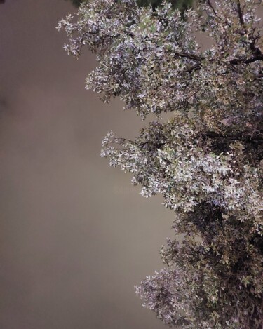 Photography titled "Alberi nella notte" by Francesco Palmi, Original Artwork, Digital Photography