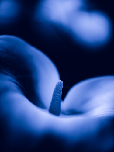 제목이 "FLOWERINBLUE-9425"인 사진 Ludoroy로, 원작, 디지털