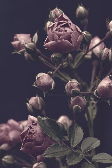 摄影 标题为“Flowerissimo_19217” 由Michael Vdovin, 原创艺术品, 数码摄影